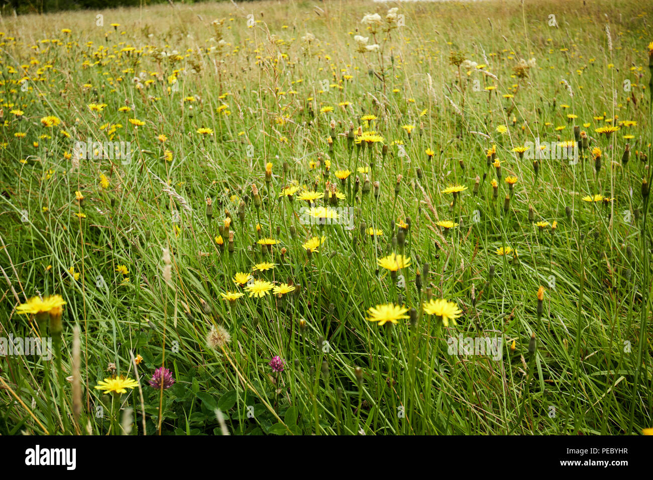 wild flowers growing in a field pasture ready to cut for sileage in ireland Stock Photo