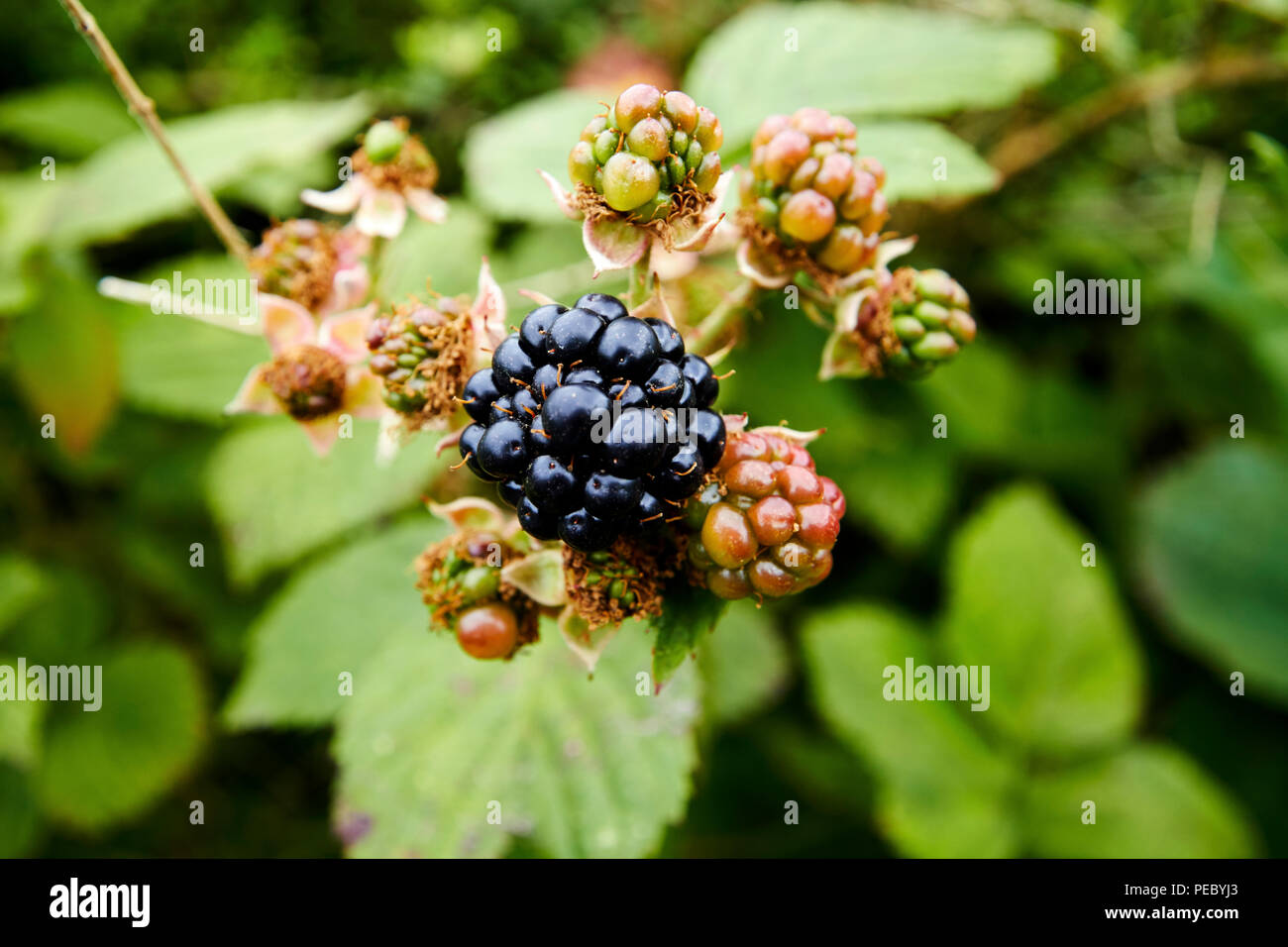ripe and unripe blackberries growing in a hedgerow in ireland Stock Photo
