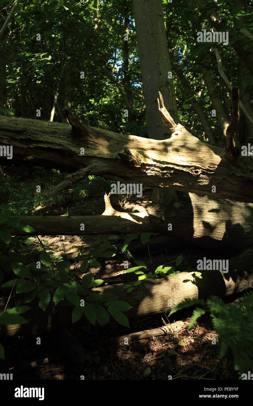 Fallen tree in Willow Wood, Saltwood, Hythe, Kent, England, United