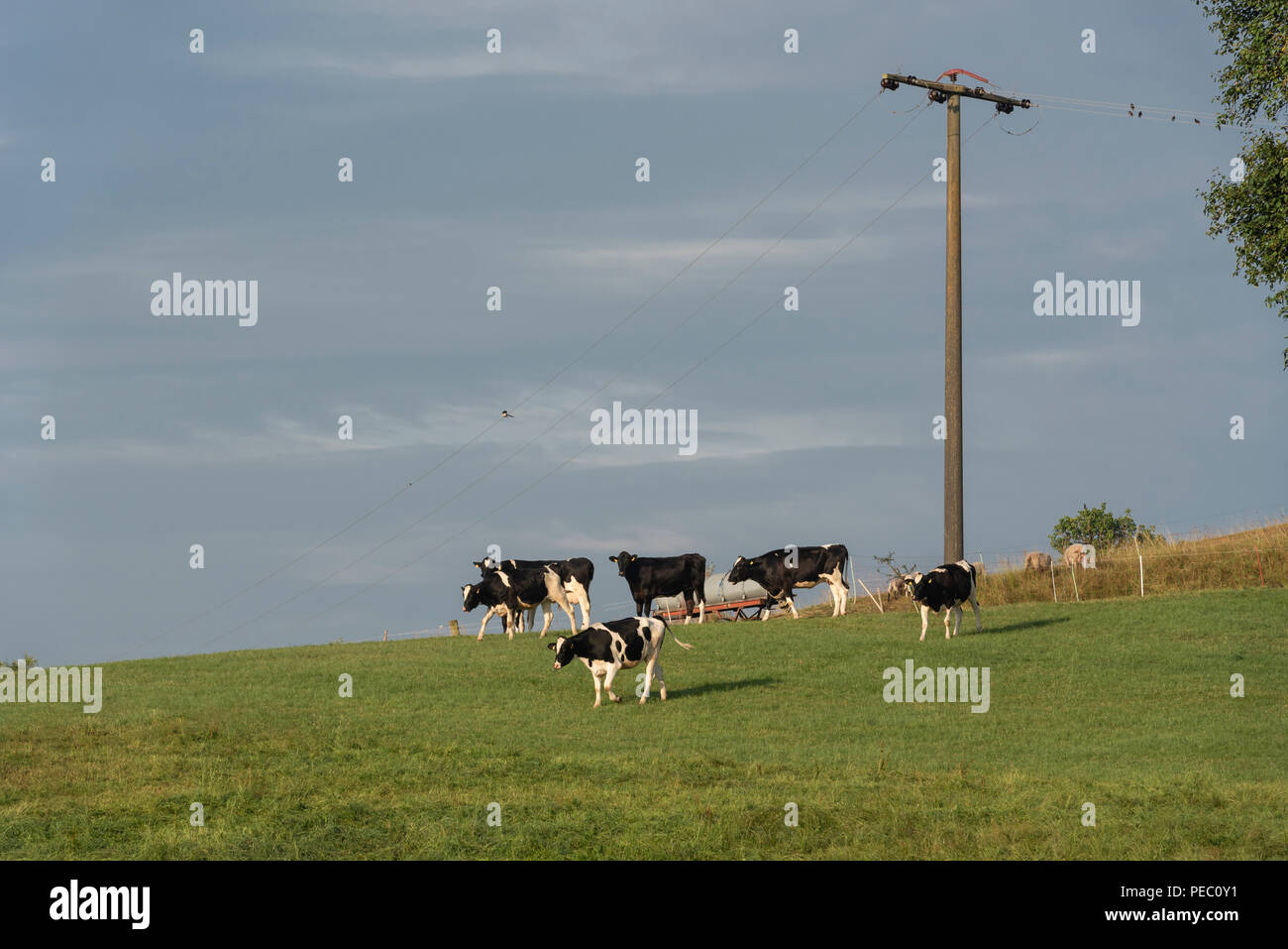 Group of white and black cows from the breed Holstein on a hill from a ...
