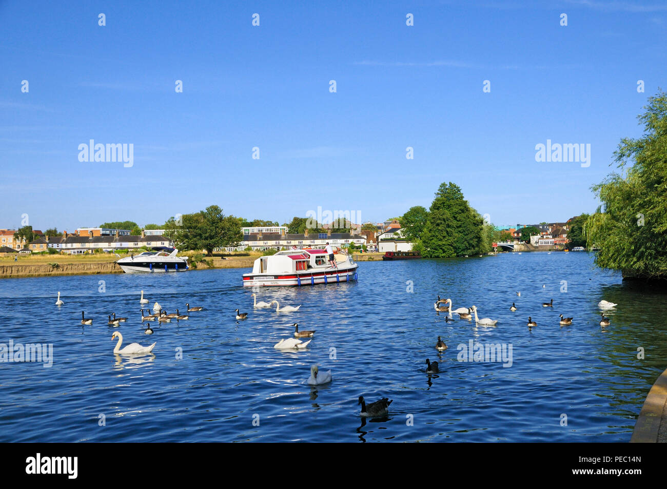 Pleasure cruiser boat and wildfowl on the River Thames at Windsor, Berkshire, England, UK Stock Photo