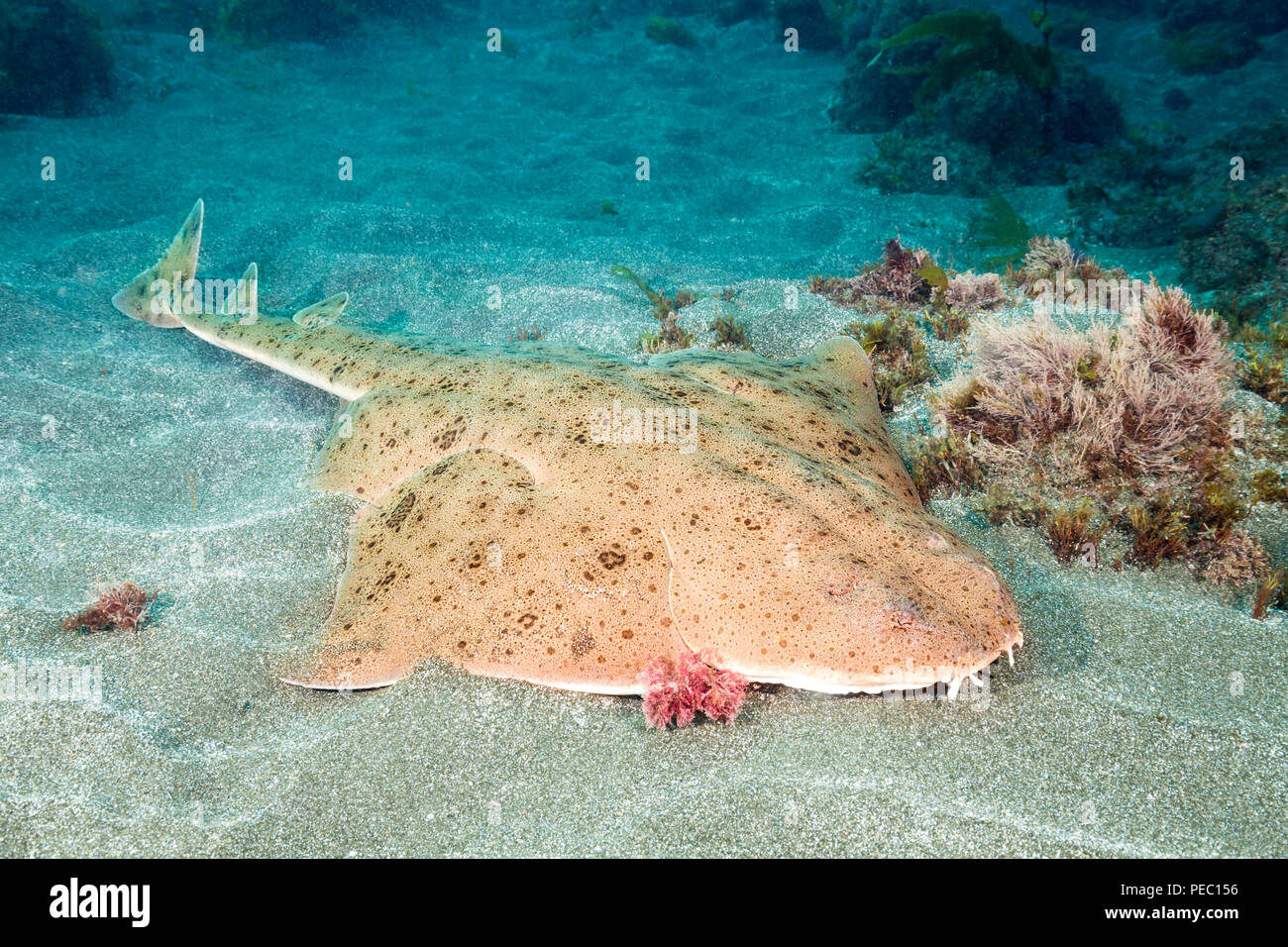 The Pacific angel shark, Squatina californica, with it’s flat body and huge, wing-like pectoral fins looks somewhat more like a ray than a shark. It’s Stock Photo