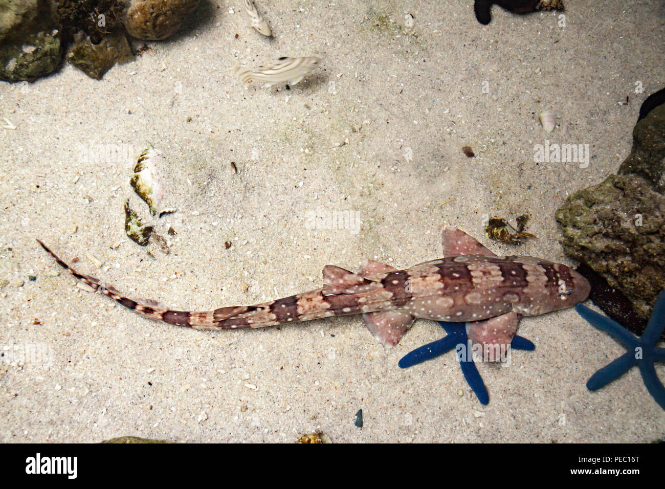 A whitespotted catshark or bamboo shark, Chiloscyllium plagiosum, Philippines. Stock Photo