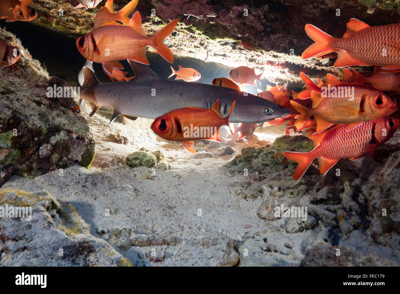 A young whitetip reef shark, Triaenodon obesus, shares a crevice with a school of bigscale soldierfish, Myripristis berndti, Hawaii. Stock Photo