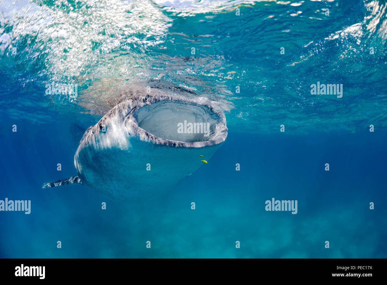 A whale shark, Rhiniodon typus, with its mouth open, filter feeding at the surface, Philippines. This is the worlds largest species of fish. Stock Photo