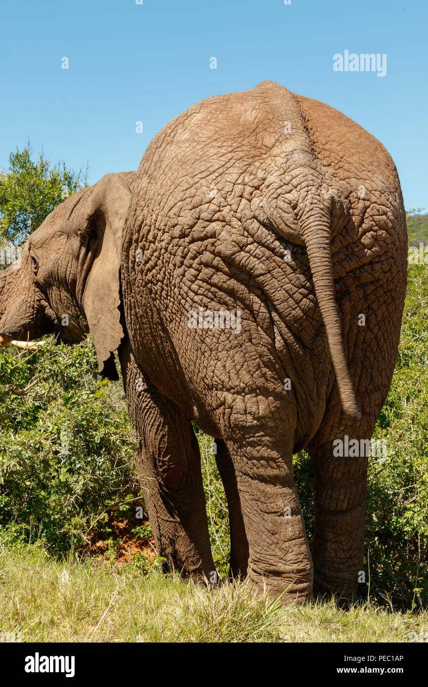 Elephant eating on a branch with his big back end to you Stock Photo