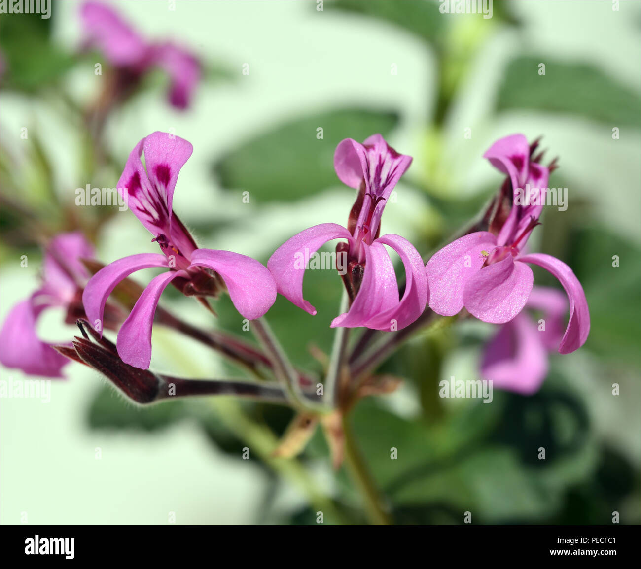 Kapland-Pelargonie, Umckaloabo, Pelargonium, reniforme, Heil-Pelargonie Stock Photo