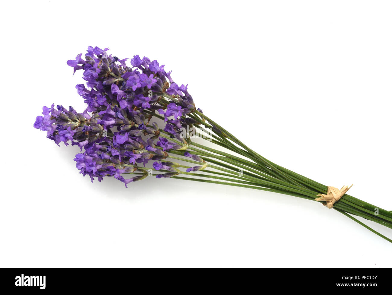 lavendel-lavendula-angustifolia-heilpflanze-stock-photo-alamy