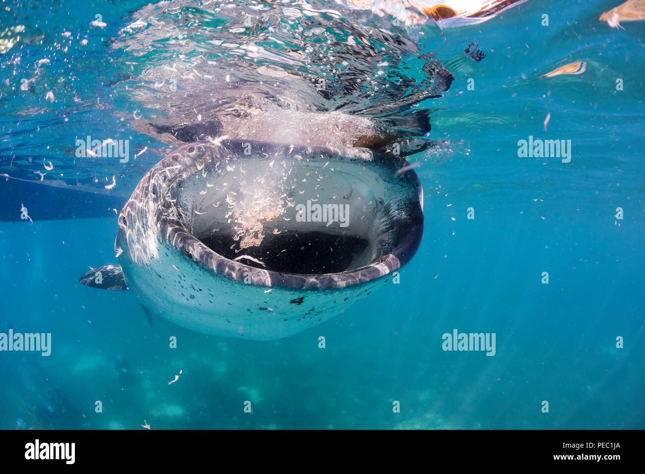 A whale shark, Rhiniodon typus, with its mouth open, feeding on shrimp at the surface, during a commercial whale shark encounter for tourists, Oslob,  Stock Photo