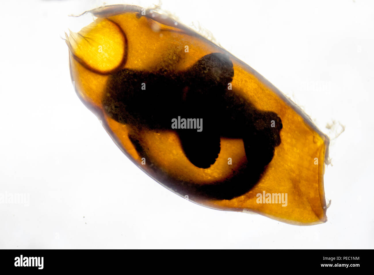 The tiny whitespotted catshark or bamboo shark, Chiloscyllium plagiosum, can be seen well formed inside this egg casing, Philippines. Stock Photo