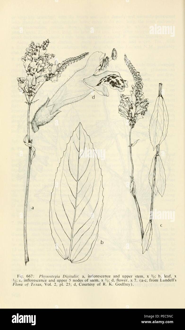 Aquatic and wetland plants of southwestern United States (Page 1428 ...