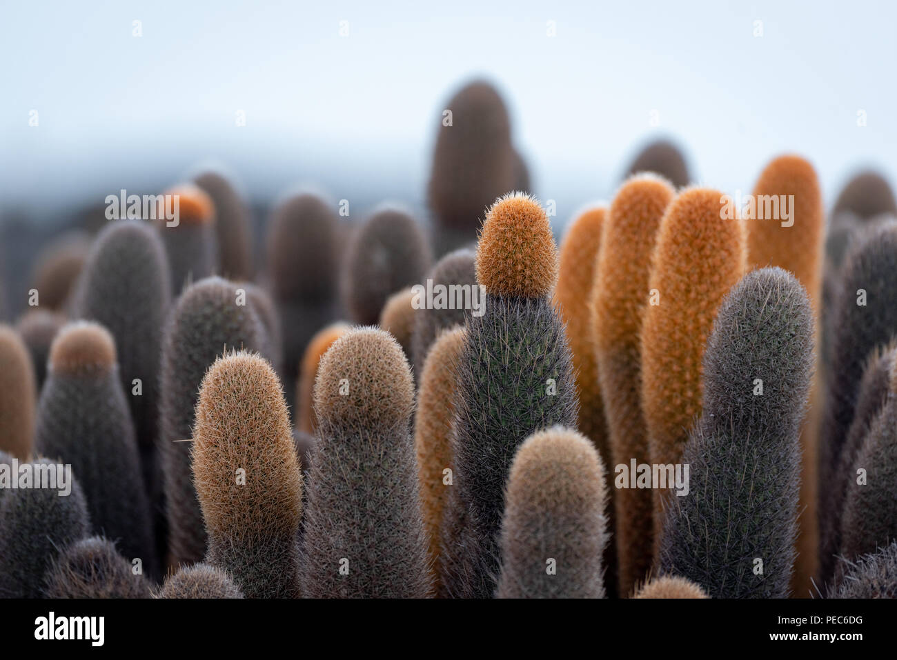 Cacti of Galápagos Stock Photo