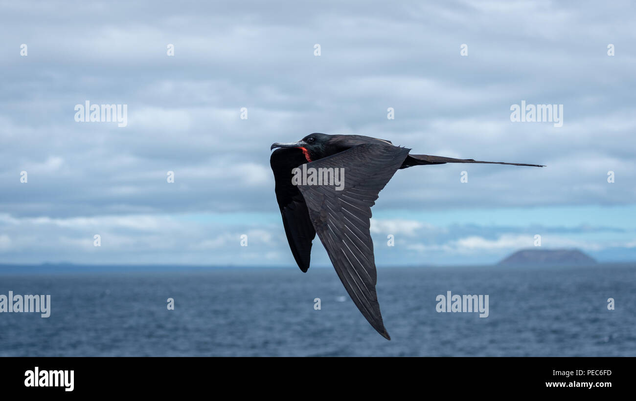 Magnificent Frigate Birds in flight Stock Photo