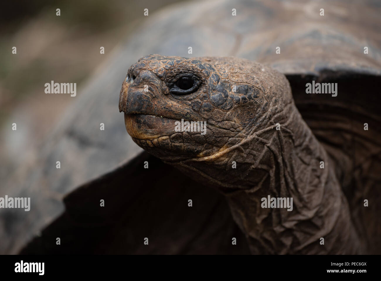 Giant Tortoise, Galápagos Stock Photo