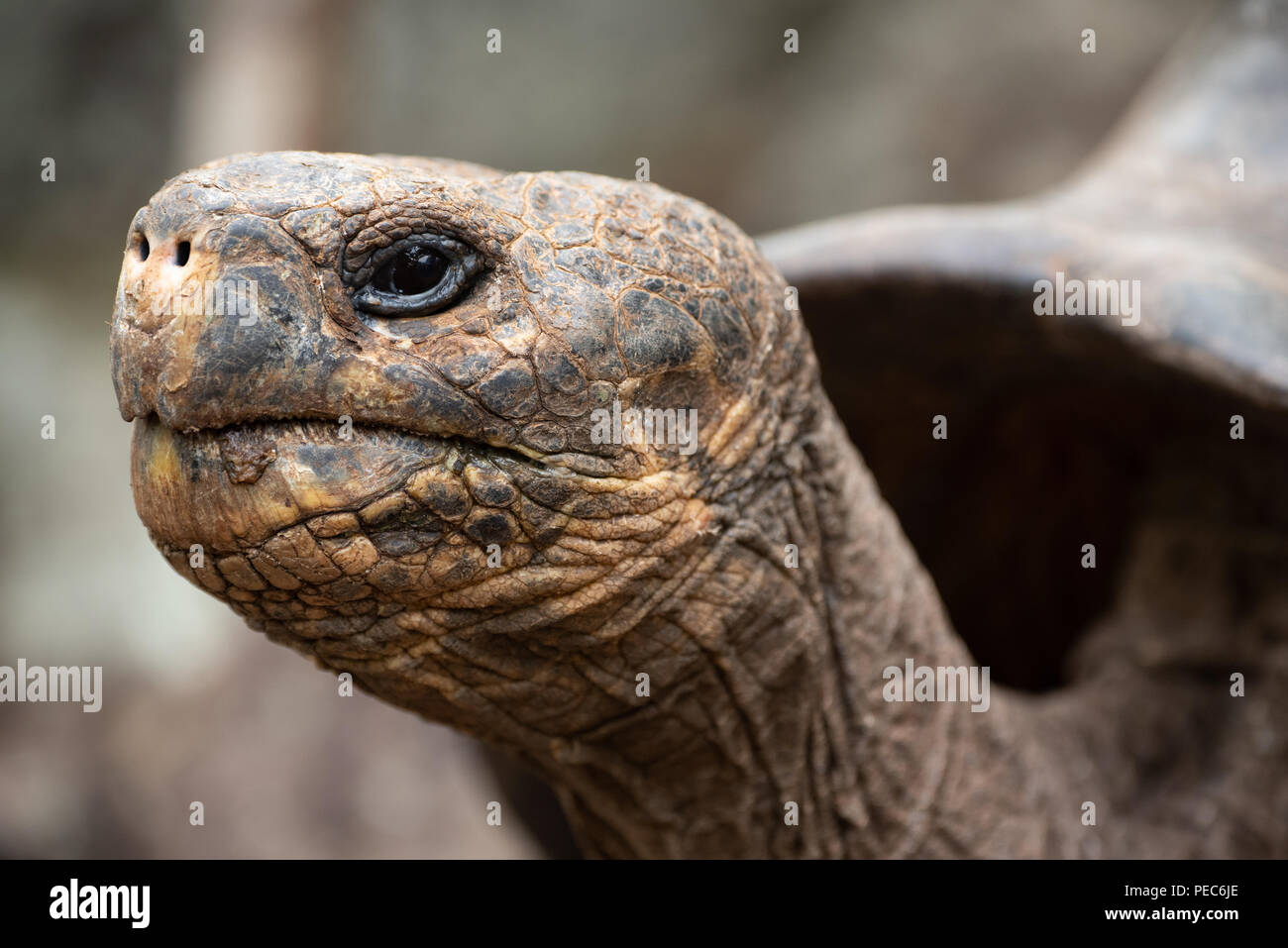 Giant Tortoise, Galápagos Stock Photo