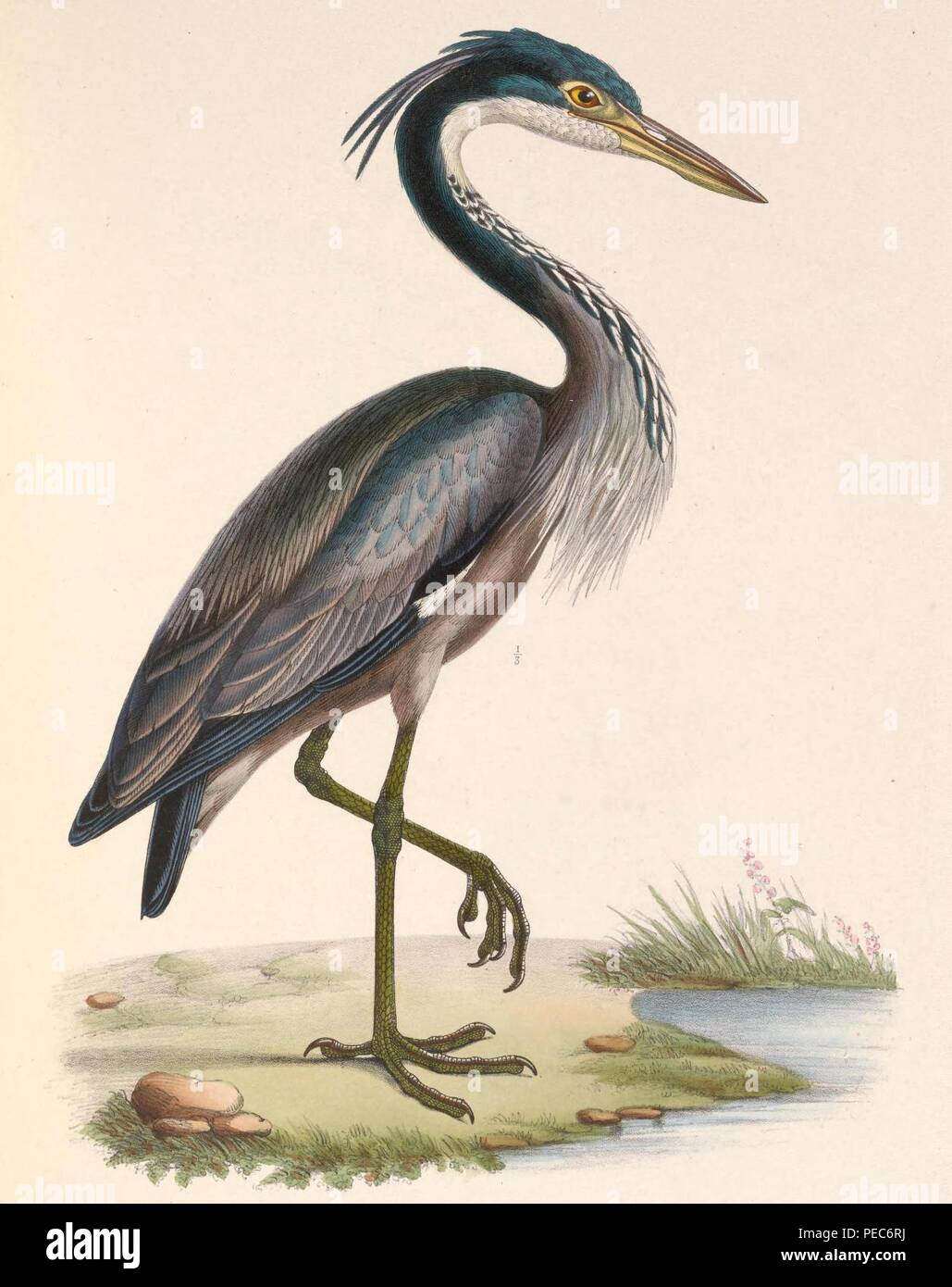 Ardea melanocephala 1849 Stock Photo - Alamy