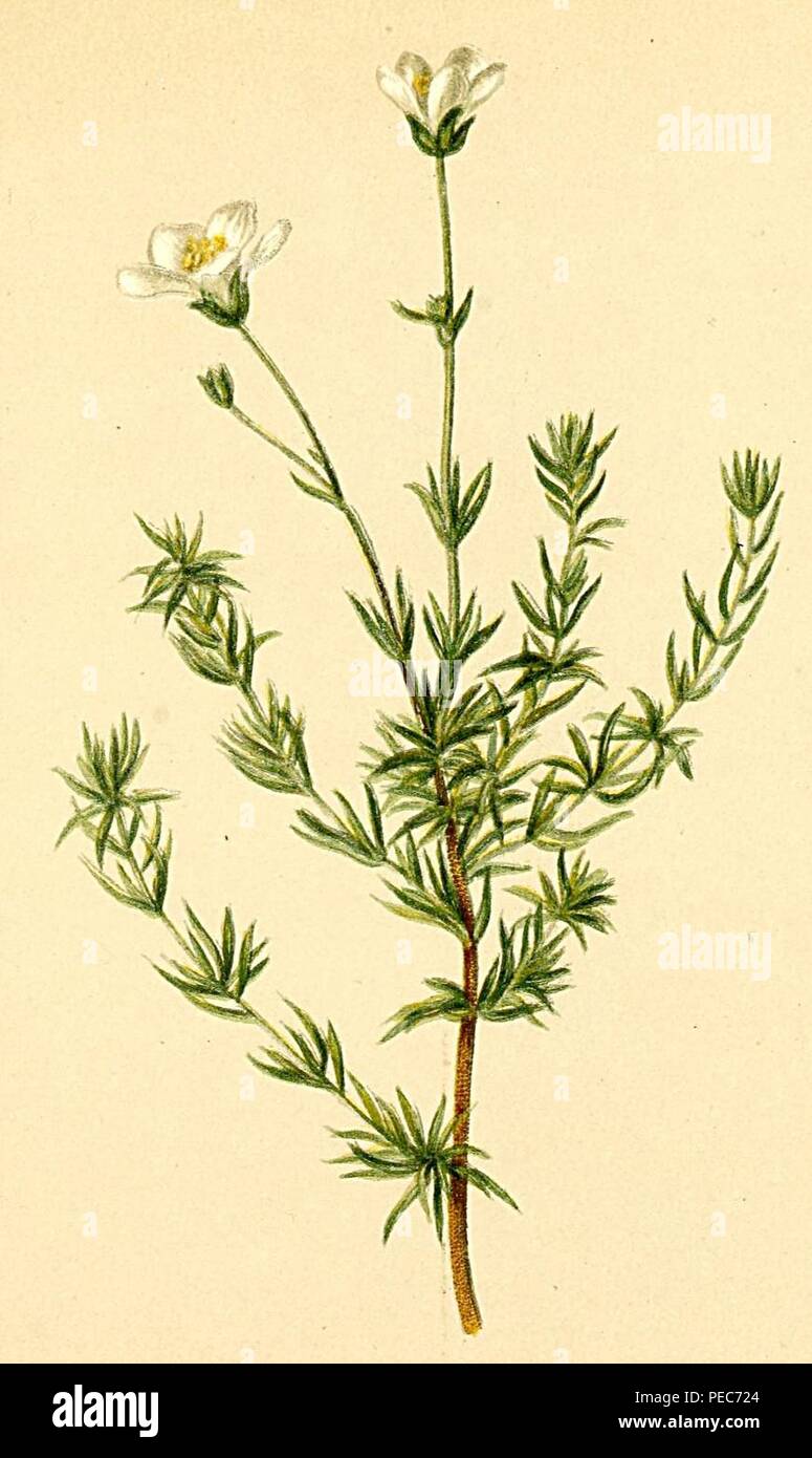Arenaria grandiflora Atlas Alpenflora. Stock Photo