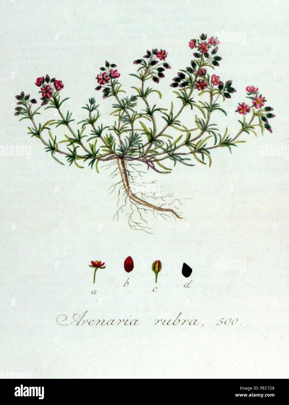 Arenaria rubra — Flora Batava — Volume v7. Stock Photo