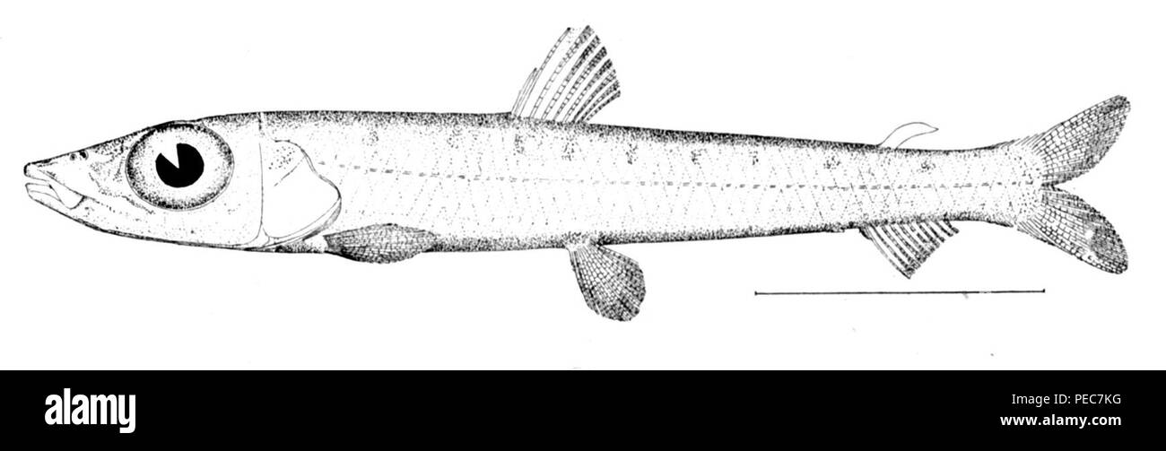 Striata Cut Out Stock Images & Pictures Alamy