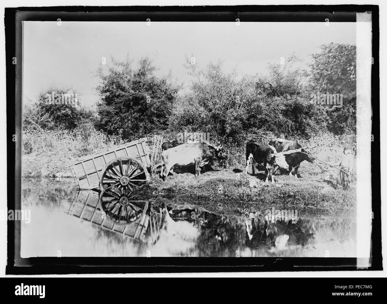 Argentine type of ox cart used in rural sections Stock Photo - Alamy