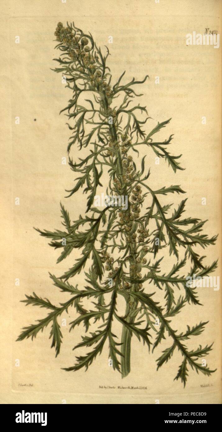 Artemisia biennis. Stock Photo