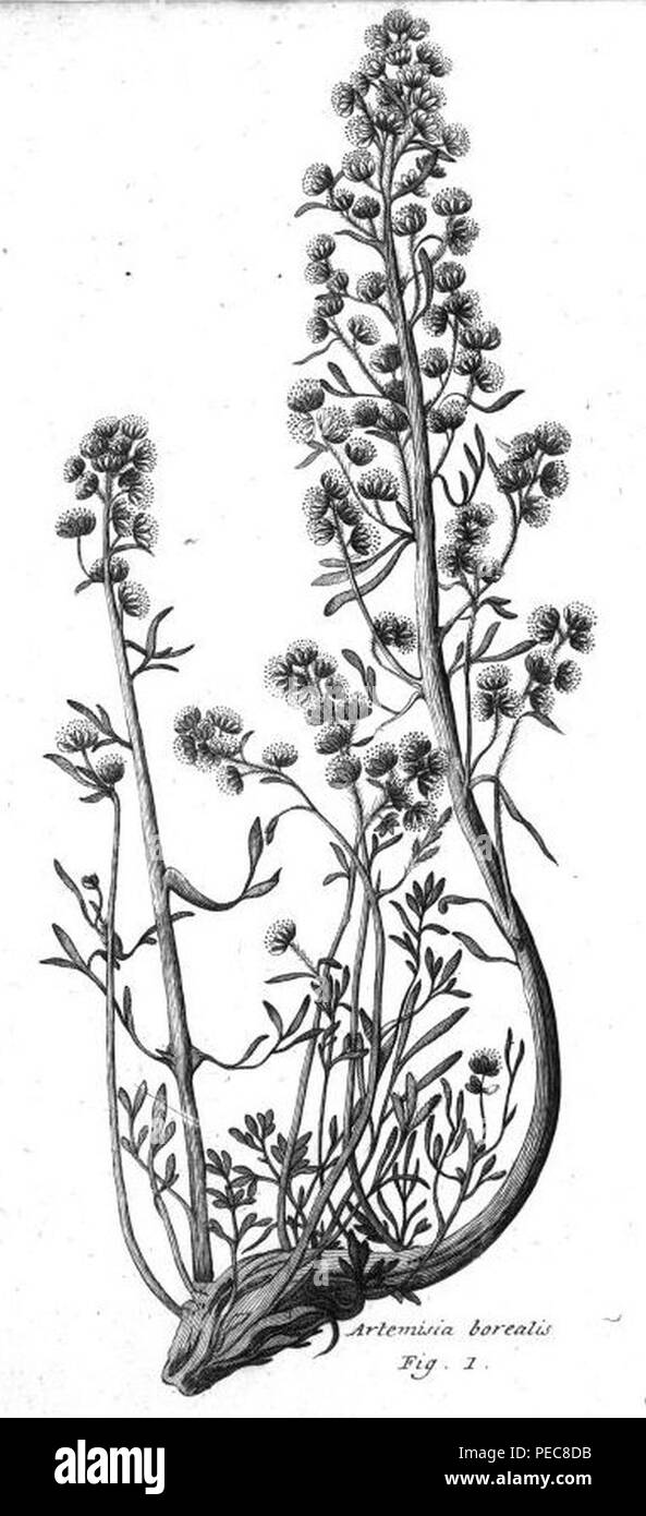Artemisia borealis Pallas. Stock Photo