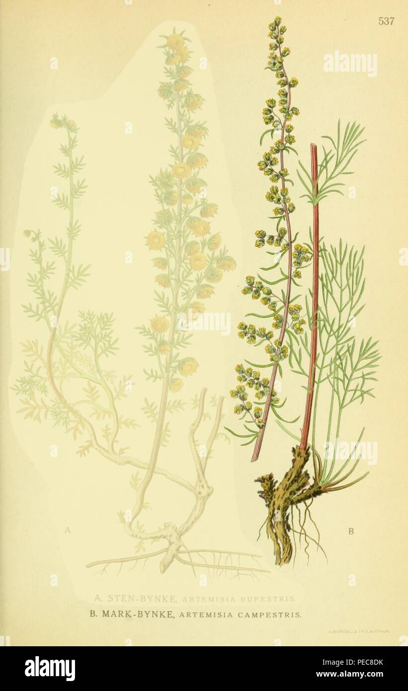 Artemisia campestris ssp campestris. Stock Photo