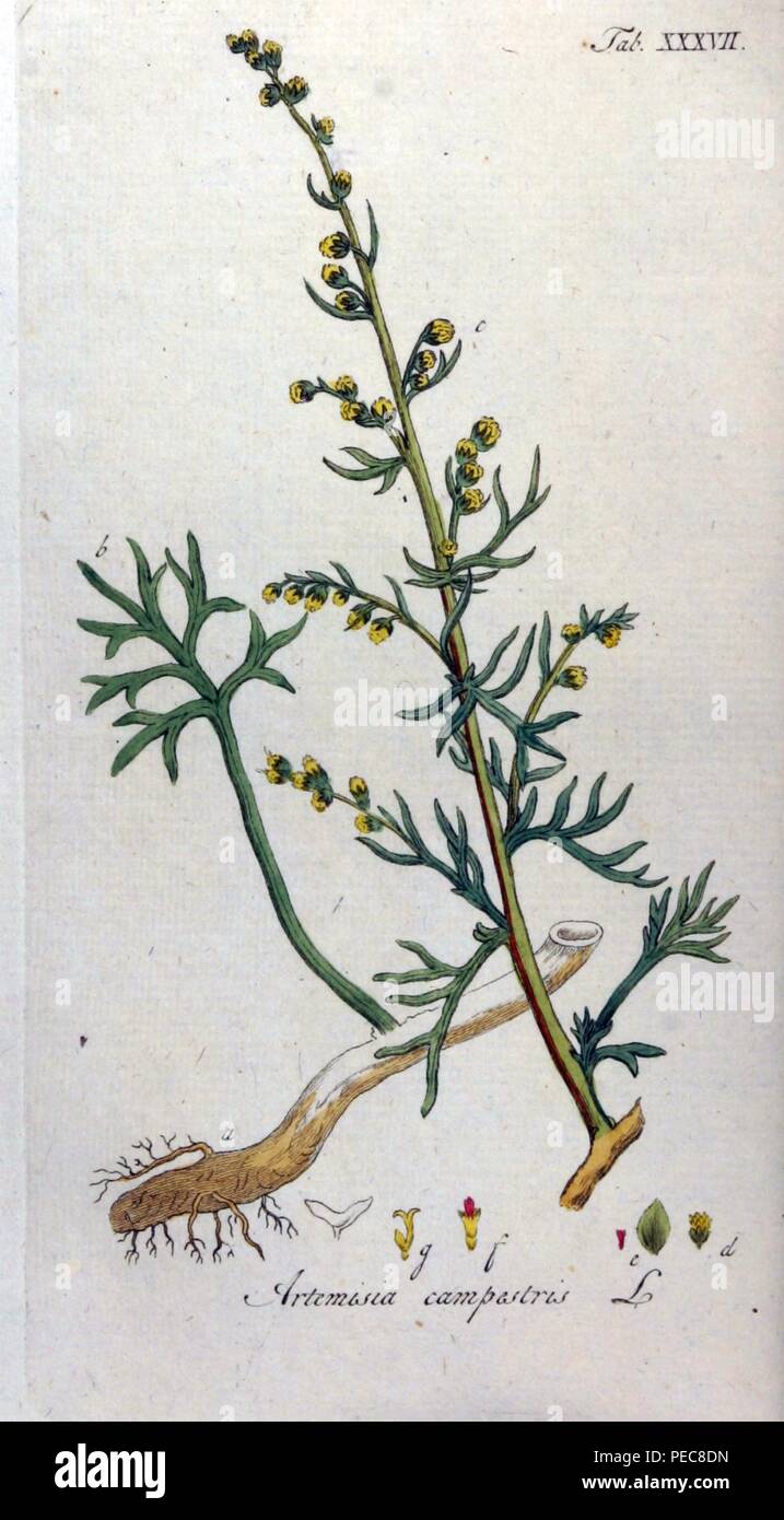 Artemisia campestris Ypey37. Stock Photo