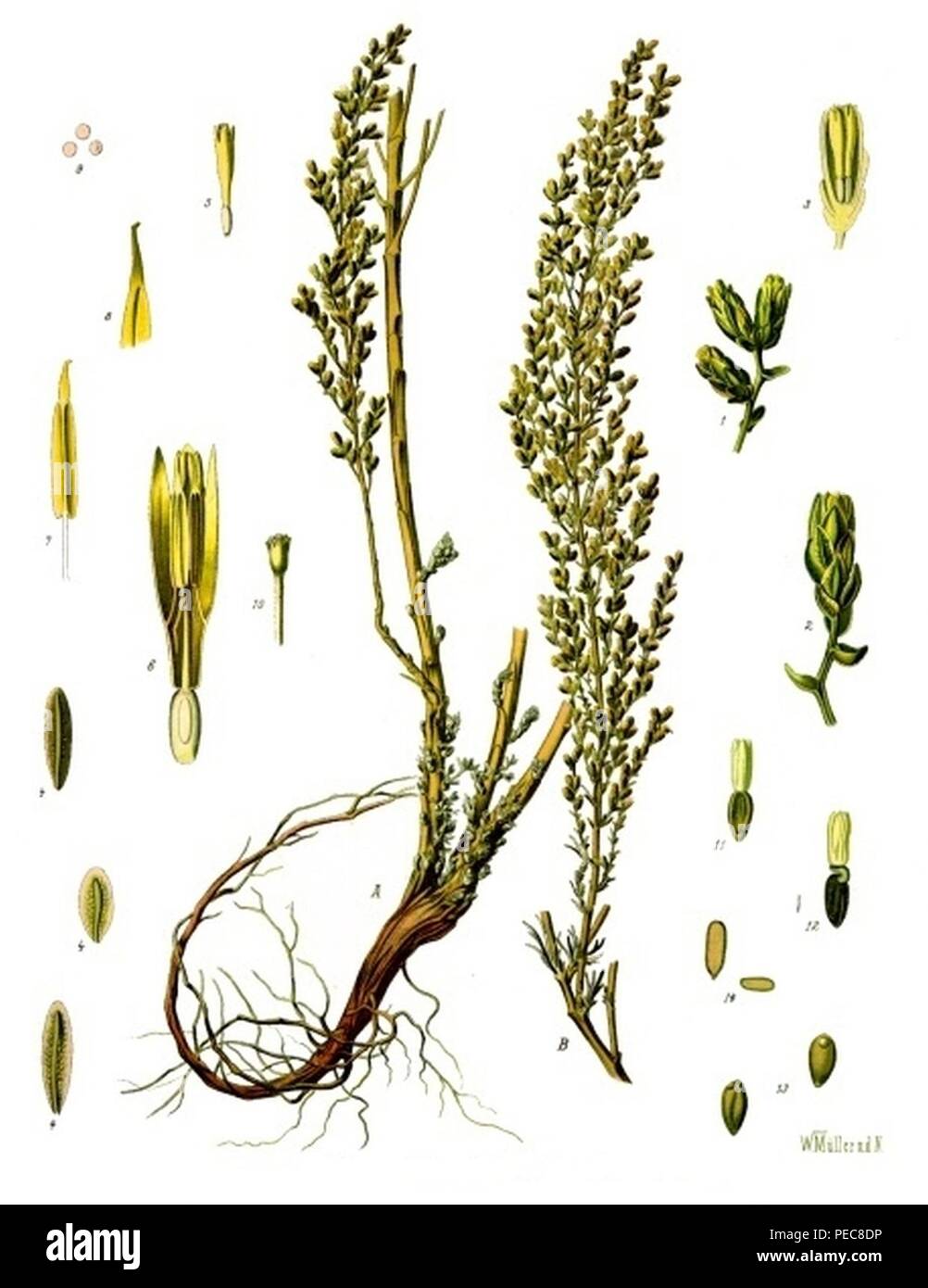 Artemisia cina - Köhler–s Medizinal-Pflanzen-165. Stock Photo