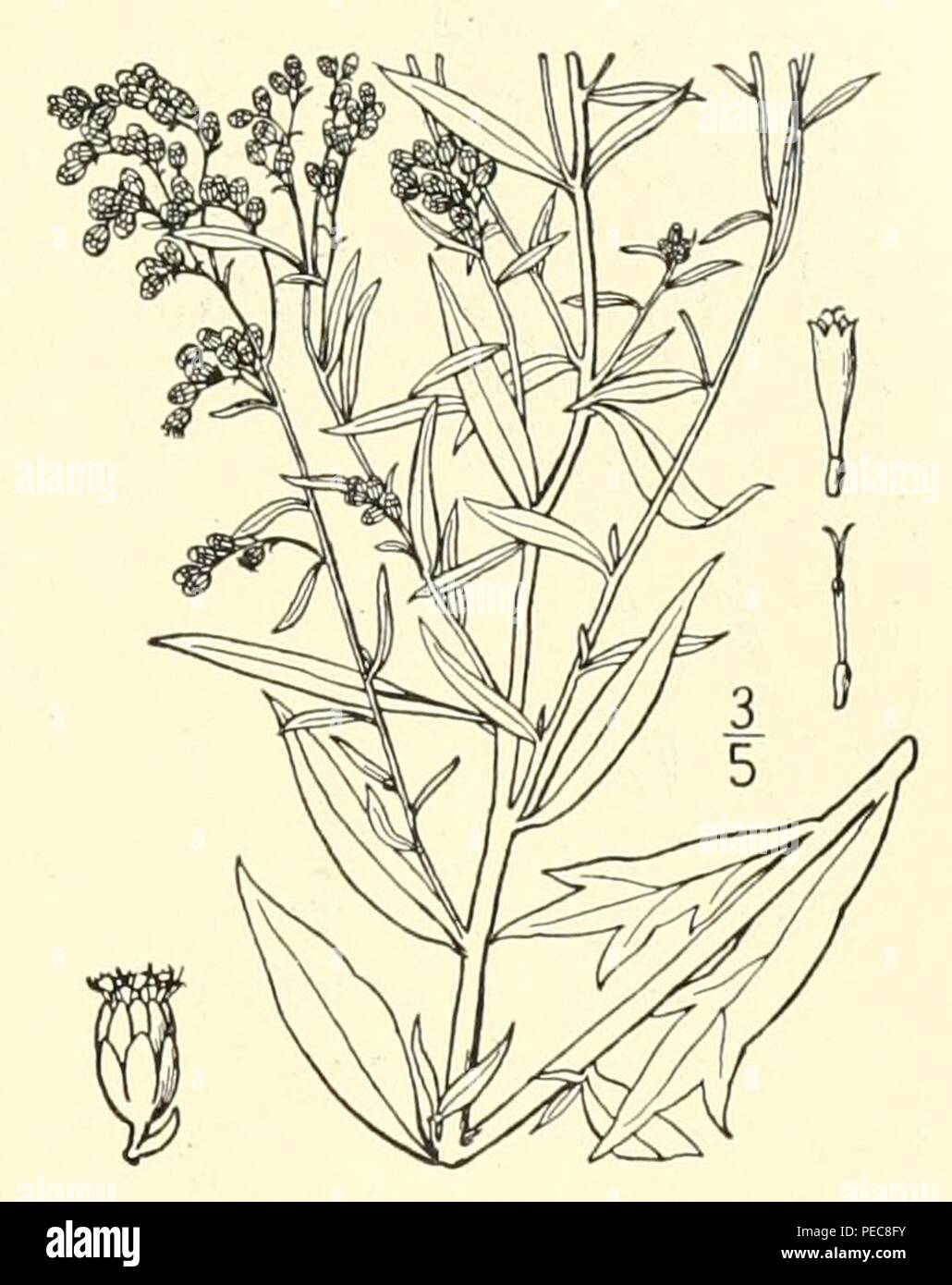 Artemisia ludoviciana - 001x. Stock Photo
