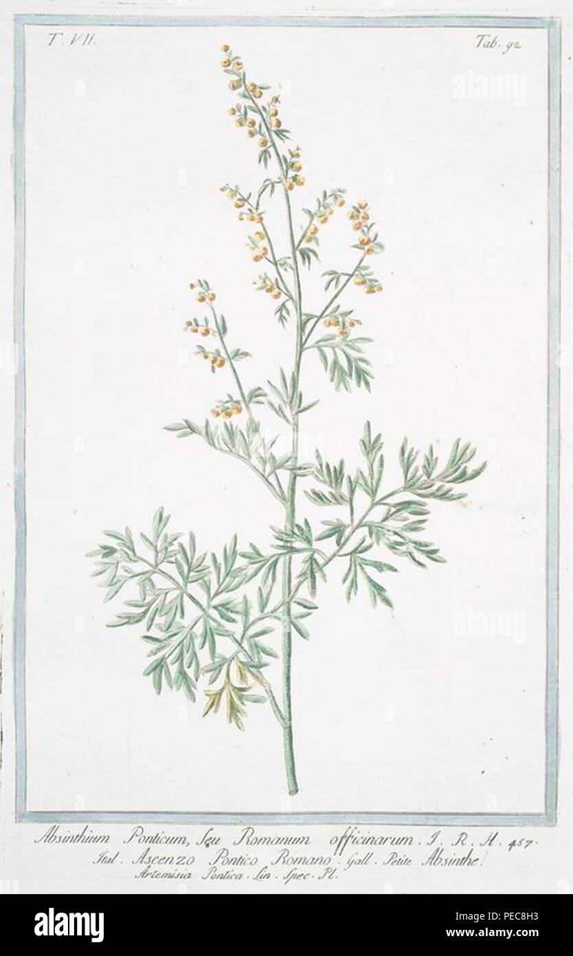 Artemisia pontica - Hortus Romanus. Stock Photo