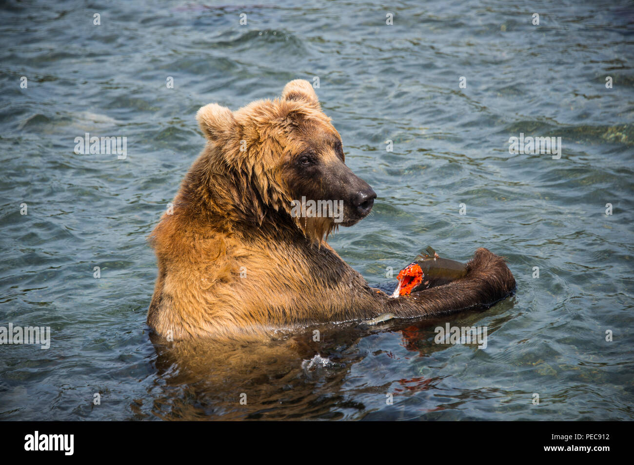 Kamchatka brown bear (Ursus arctos beringianus) in water, eating salmon, Kurile lake, Kamchatka, Russia Stock Photo