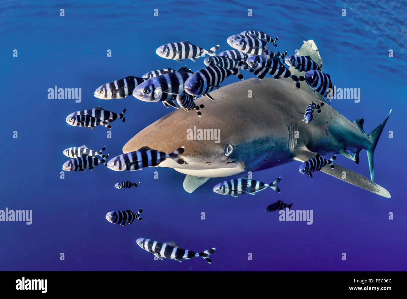 Oceanic whitetip shark (Carcharhinus longimanus) with Pilot Fish (Naucrates ductor), Red Sea, Egypt Stock Photo