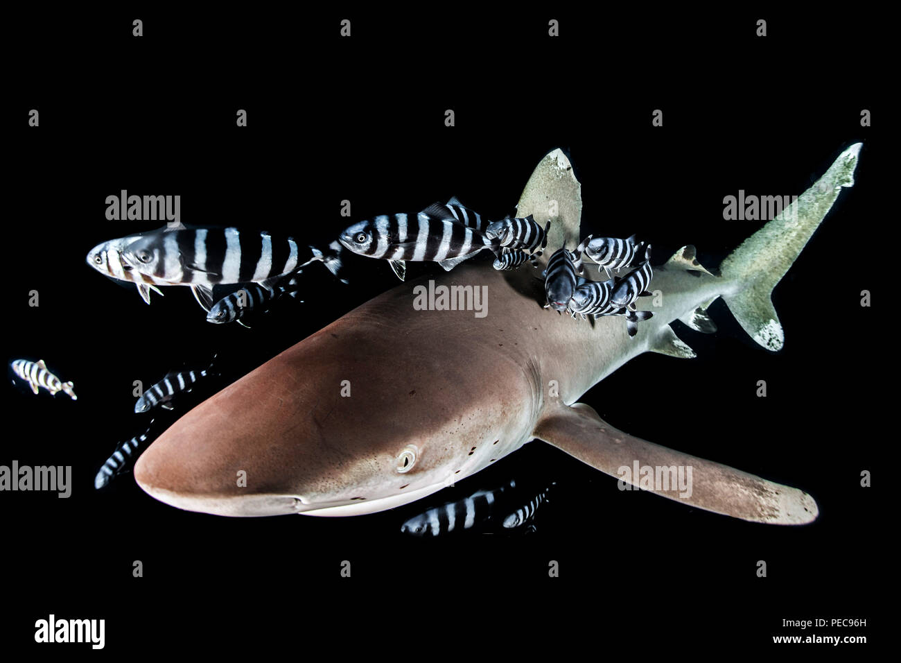 Oceanic whitetip shark (Carcharhinus longimanus) with Pilot Fish (Naucrates ductor), night, Red Sea, Egypt Stock Photo