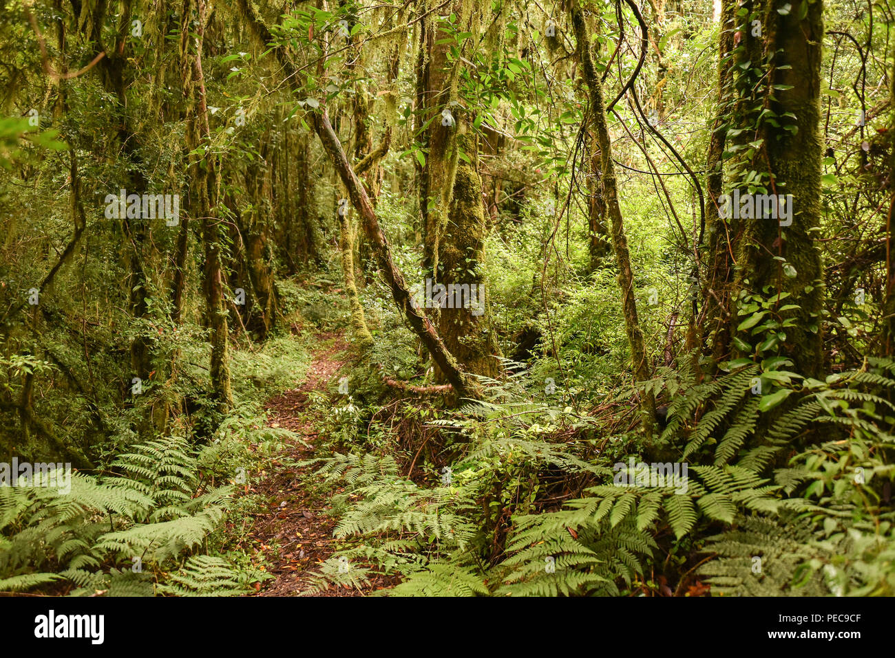 Temperate rain forest, primeval forest with ferns on the Carretera austral, Valle Exploradores, Parque Nacional Laguna San Stock Photo