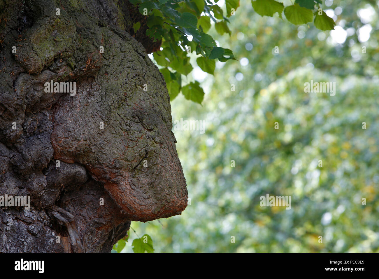 Curious tree attachment to a linden tree, sad lion figure, Biosphere Reserve Mittlere Elbe, Saxony-Anhalt, Germany Stock Photo