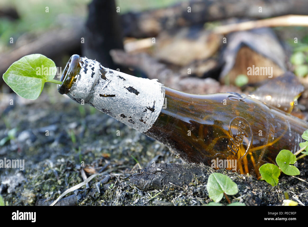 Garbage, glass bottle in nature, plant grows in beer bottle, Mecklenburg-Western Pomerania, Germany Stock Photo