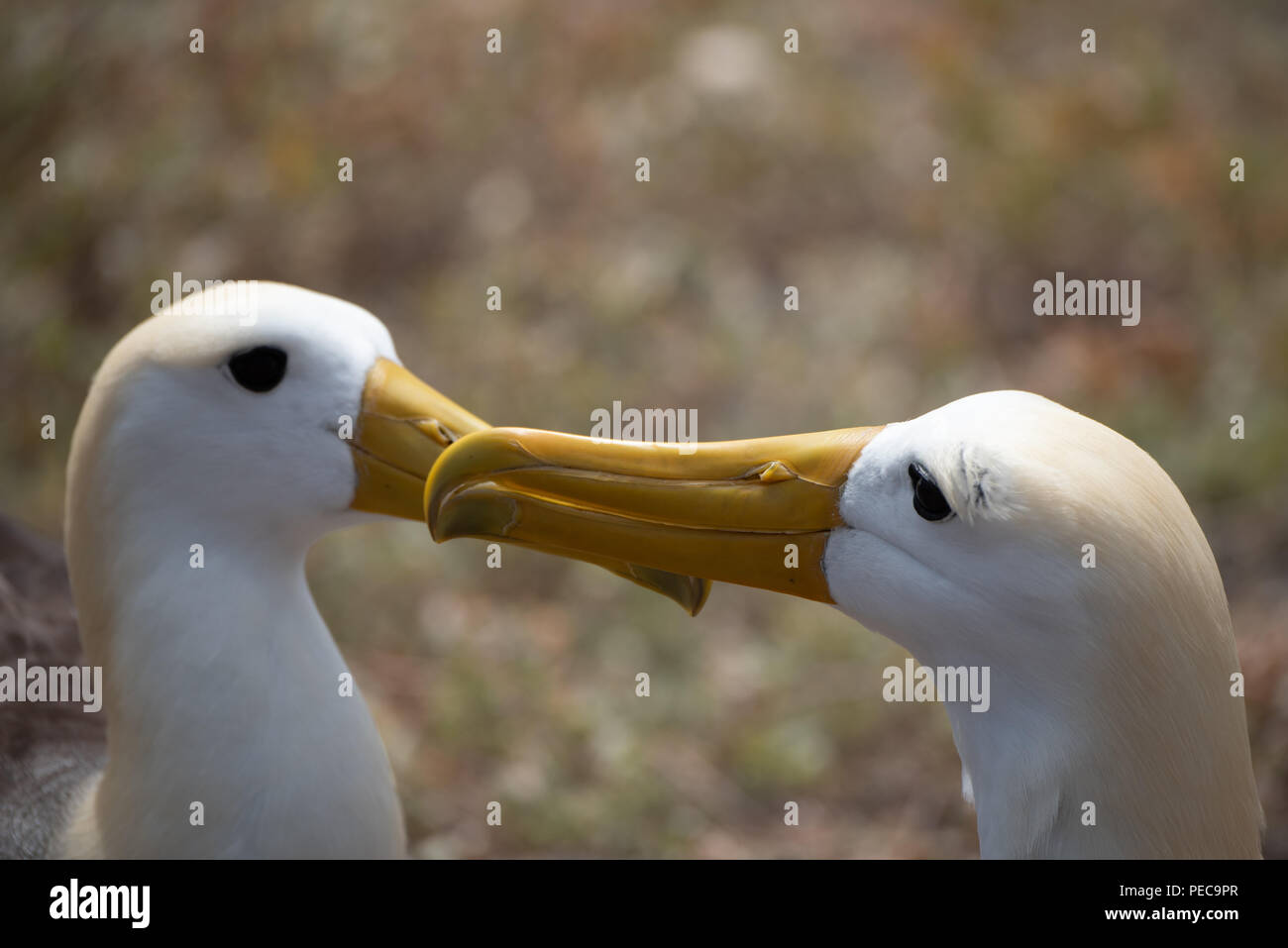Waved Albatross Courtship Stock Photo
