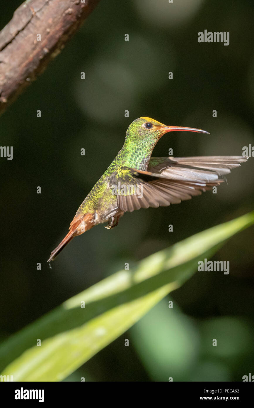 Hummingbird in flight, Mindo Cloud Forest, Ecuador Stock Photo