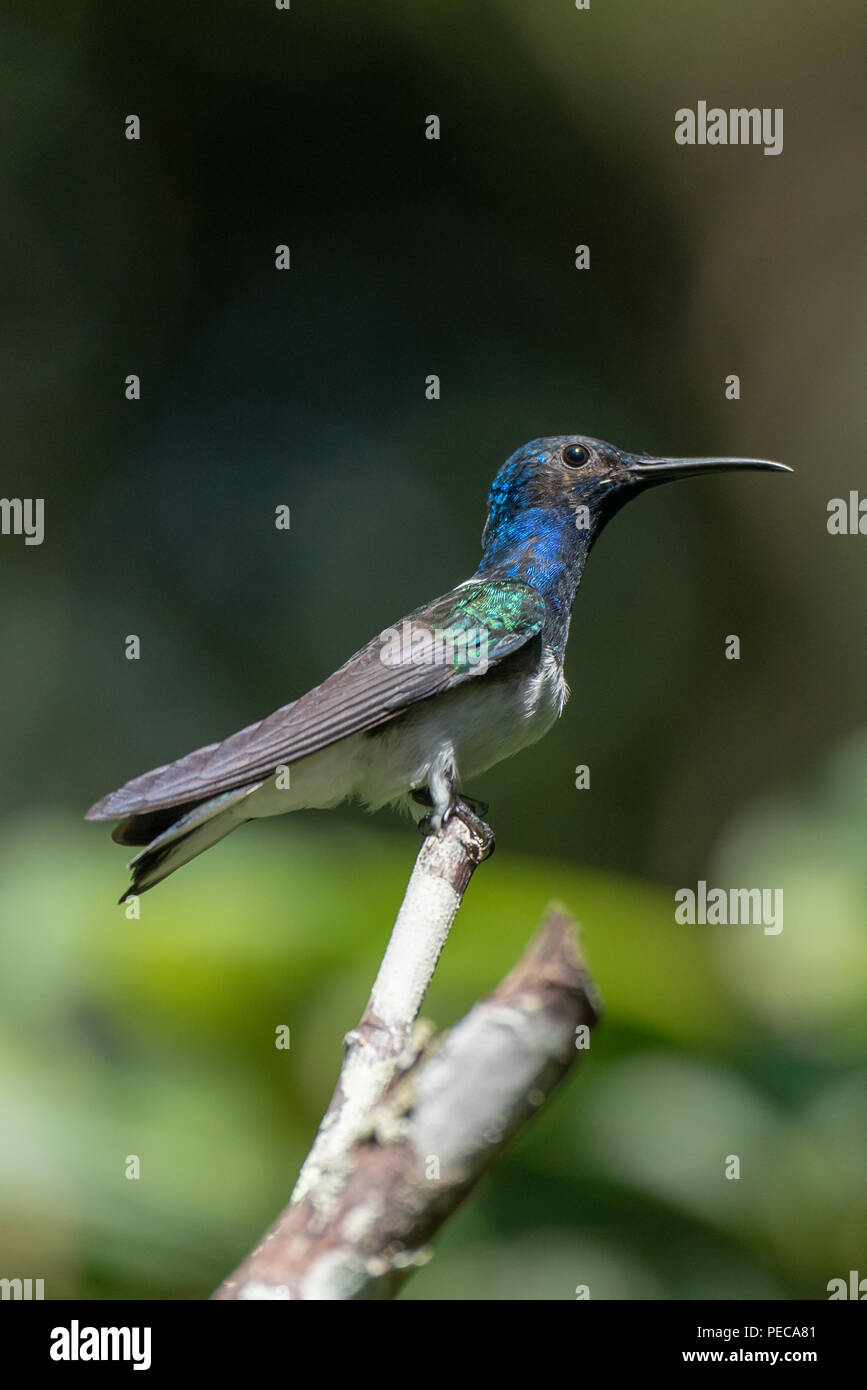Hummingbird perched on a branch, Mindo Cloud Forest, Ecuador Stock Photo