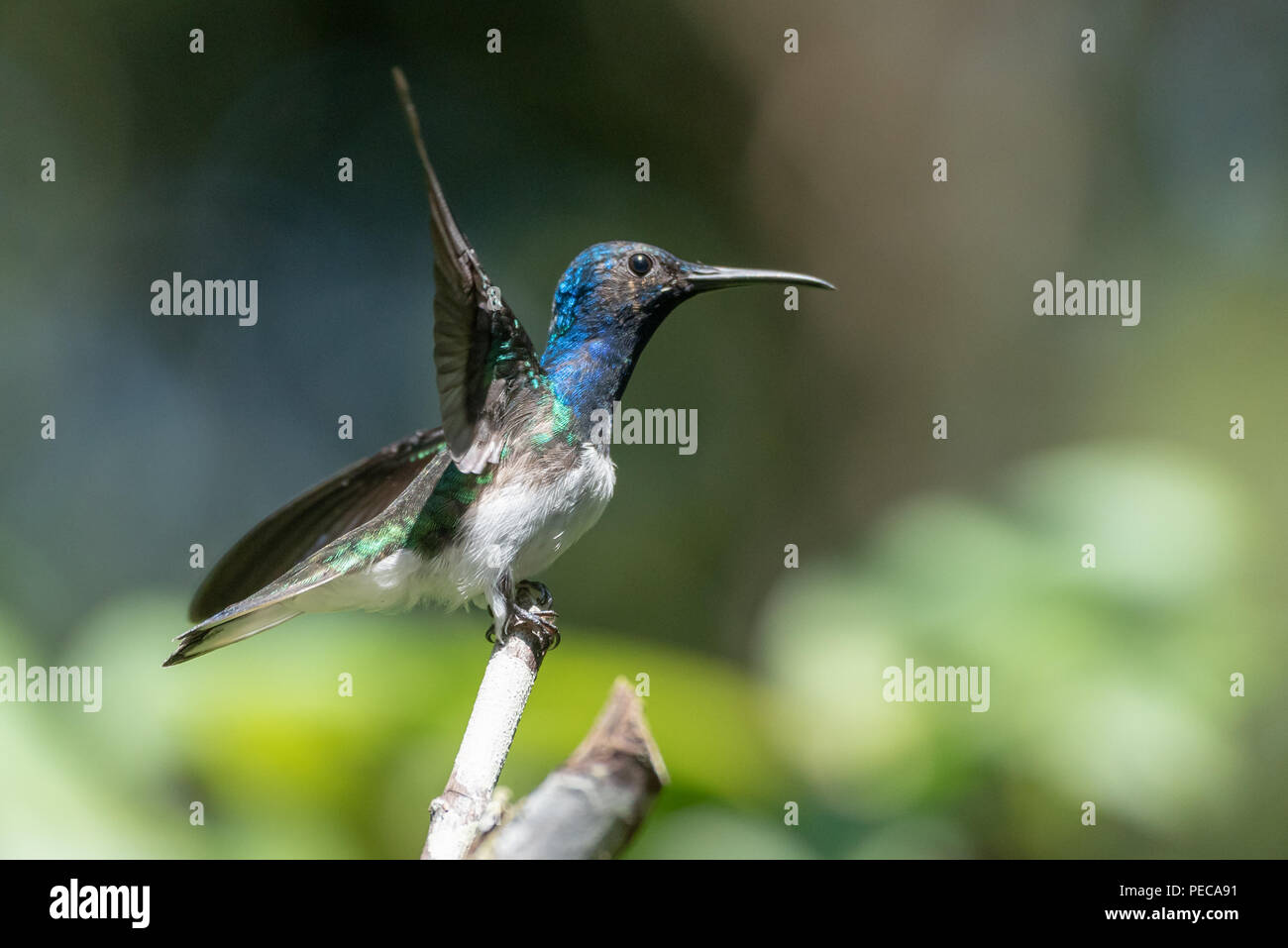 Hummingbird taking off from a branch, Mindo Cloud Forest, Ecuador Stock Photo