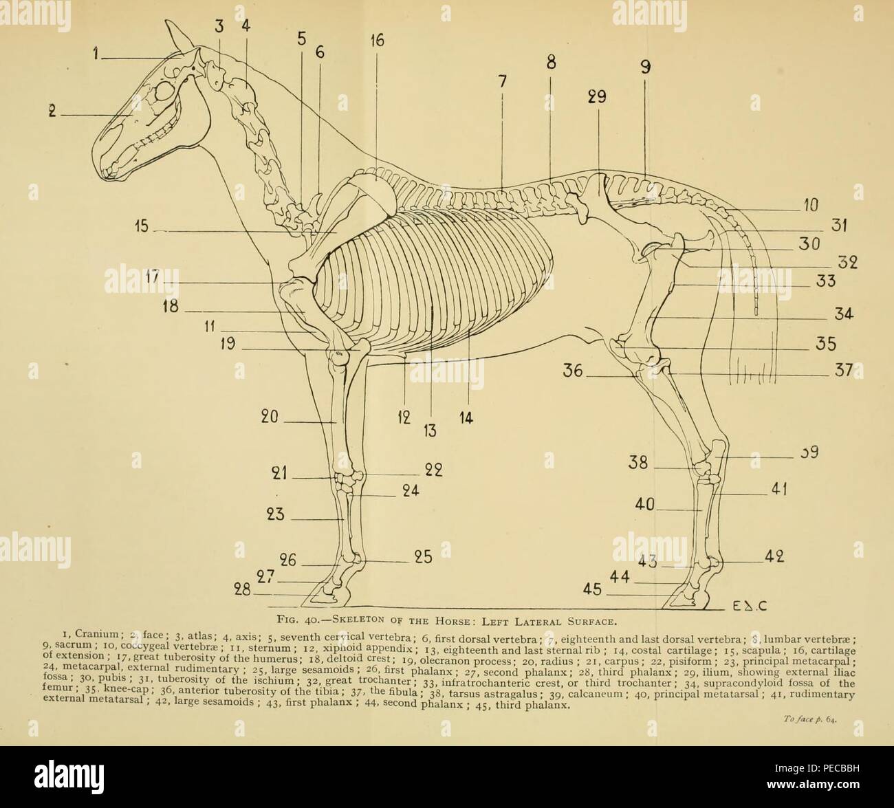 Artistic anatomy of animals Stock Photo - Alamy