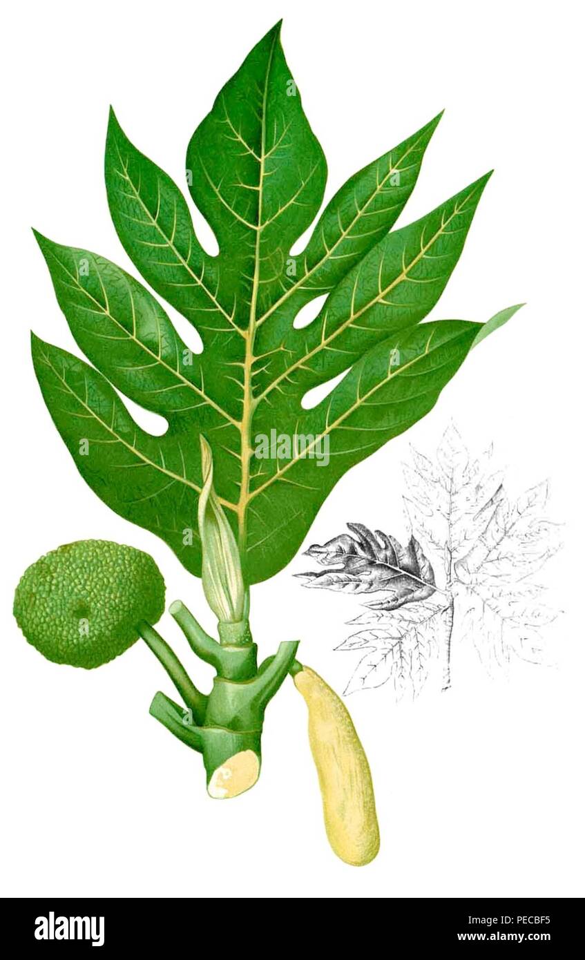 Artocarpus incisus Blanco2.267-cropped. Stock Photo