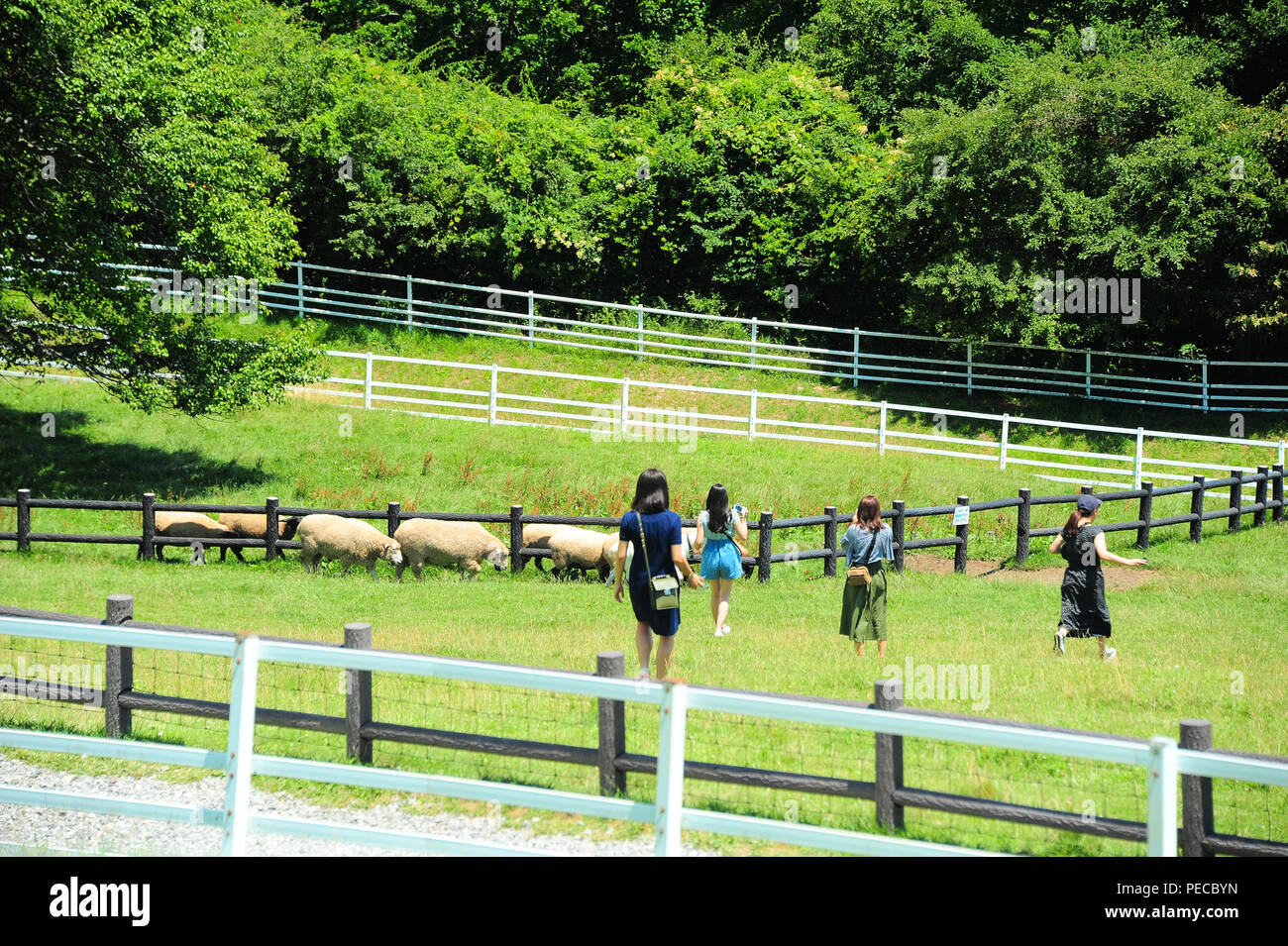 Japanese Young Female tourists are pleased with pastured animals Stock Photo