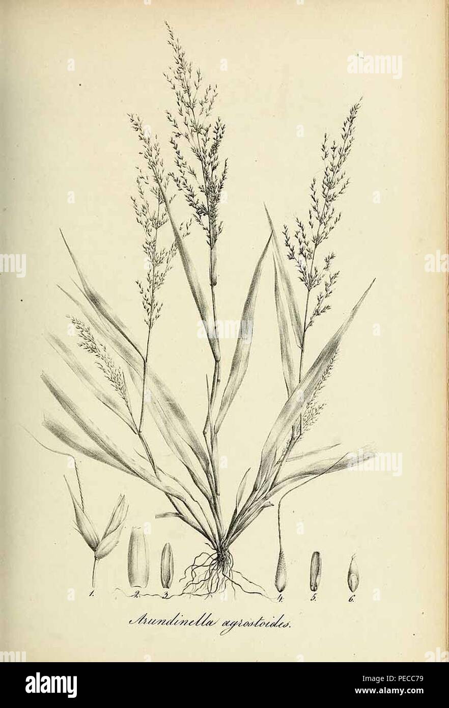 Arundinella agrostoides - Species graminum - Volume 3. Stock Photo