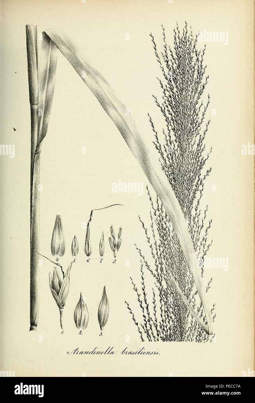 Arundinella brasiliensis - Species graminum - Volume 3. Stock Photo