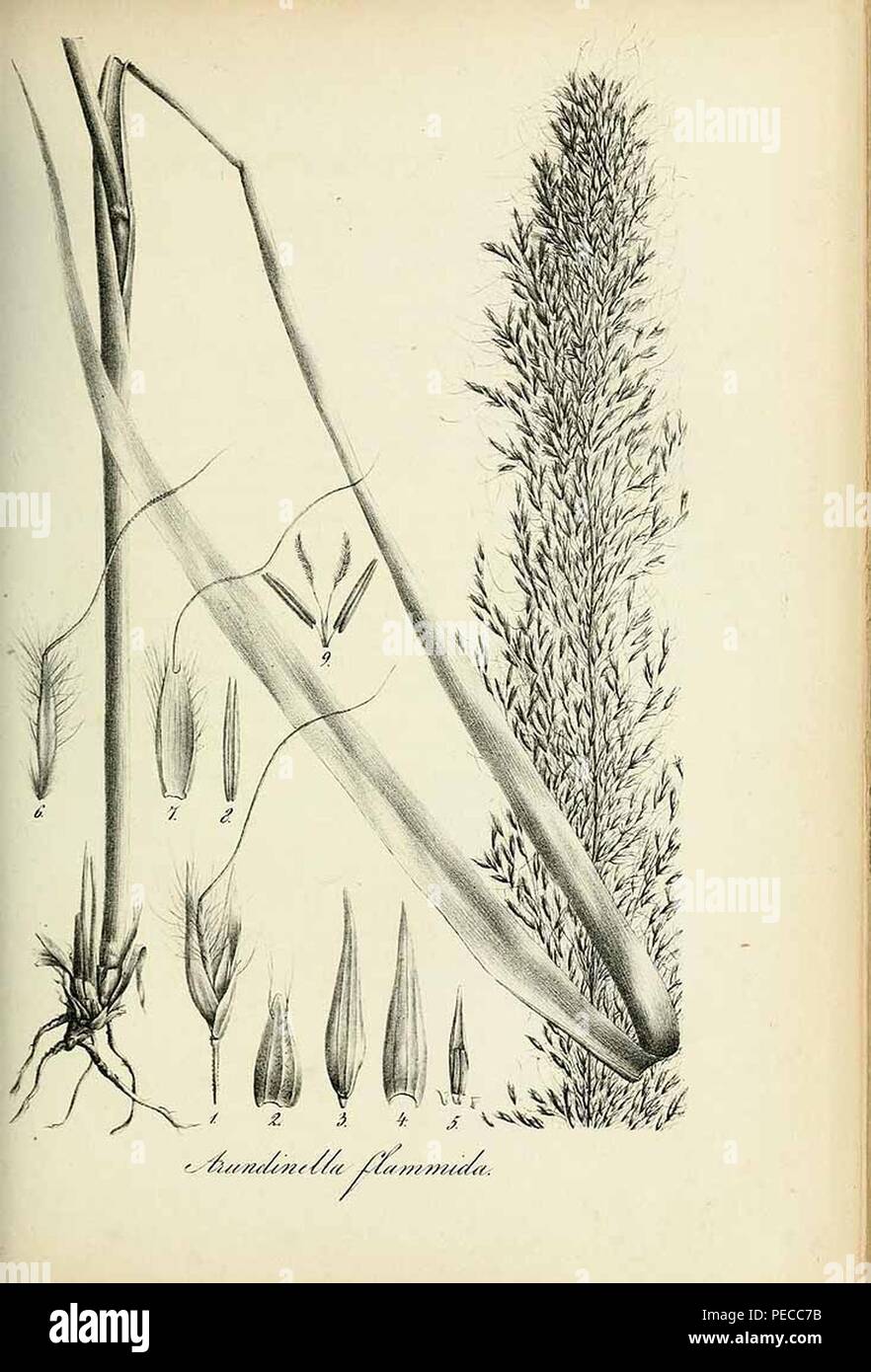 Arundinella flammida - Species graminum - Volume 3. Stock Photo