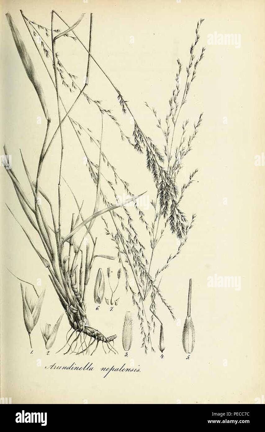 Arundinella nepalensis - Species graminum - Volume 3. Stock Photo