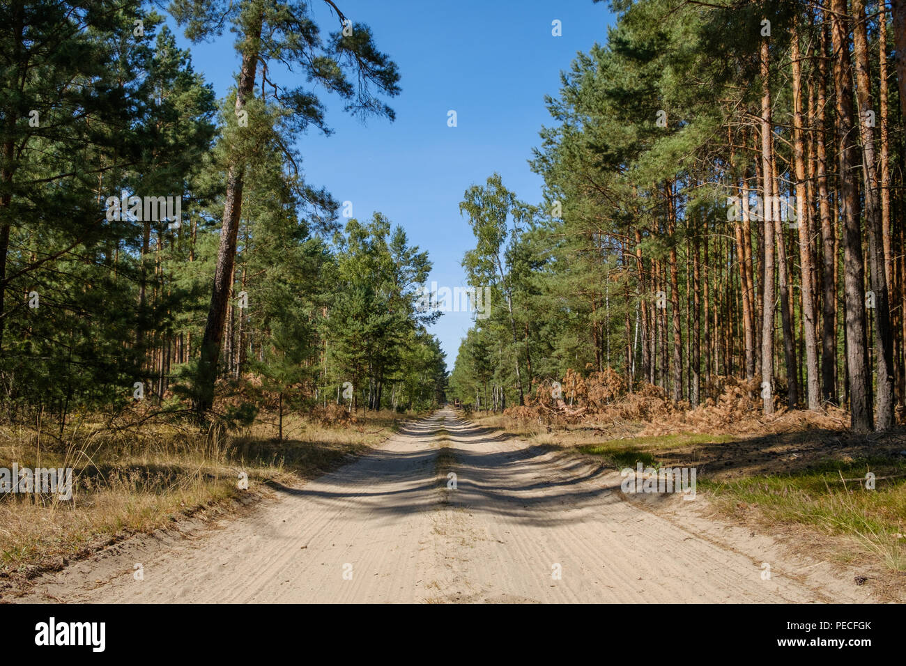 road in forest - rural road in forest landscape Stock Photo