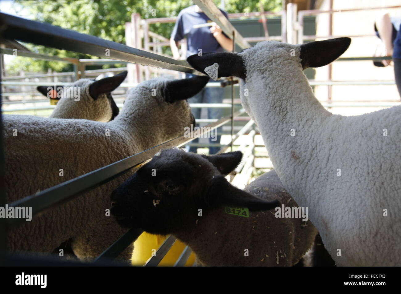 Three adult sheep and one calf looking at different direction Stock Photo
